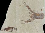 Fossil Lobster (Pseudostacus) Pos/Neg - Lebanon #112648-5
